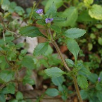 Stemodia verticillata (Mill.) Hassl.